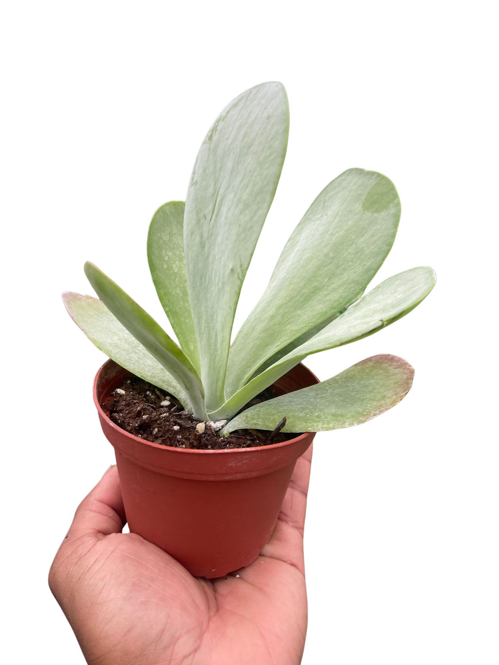 Succulent Kalanchoe 'Flap Jack' - Holiday Corner