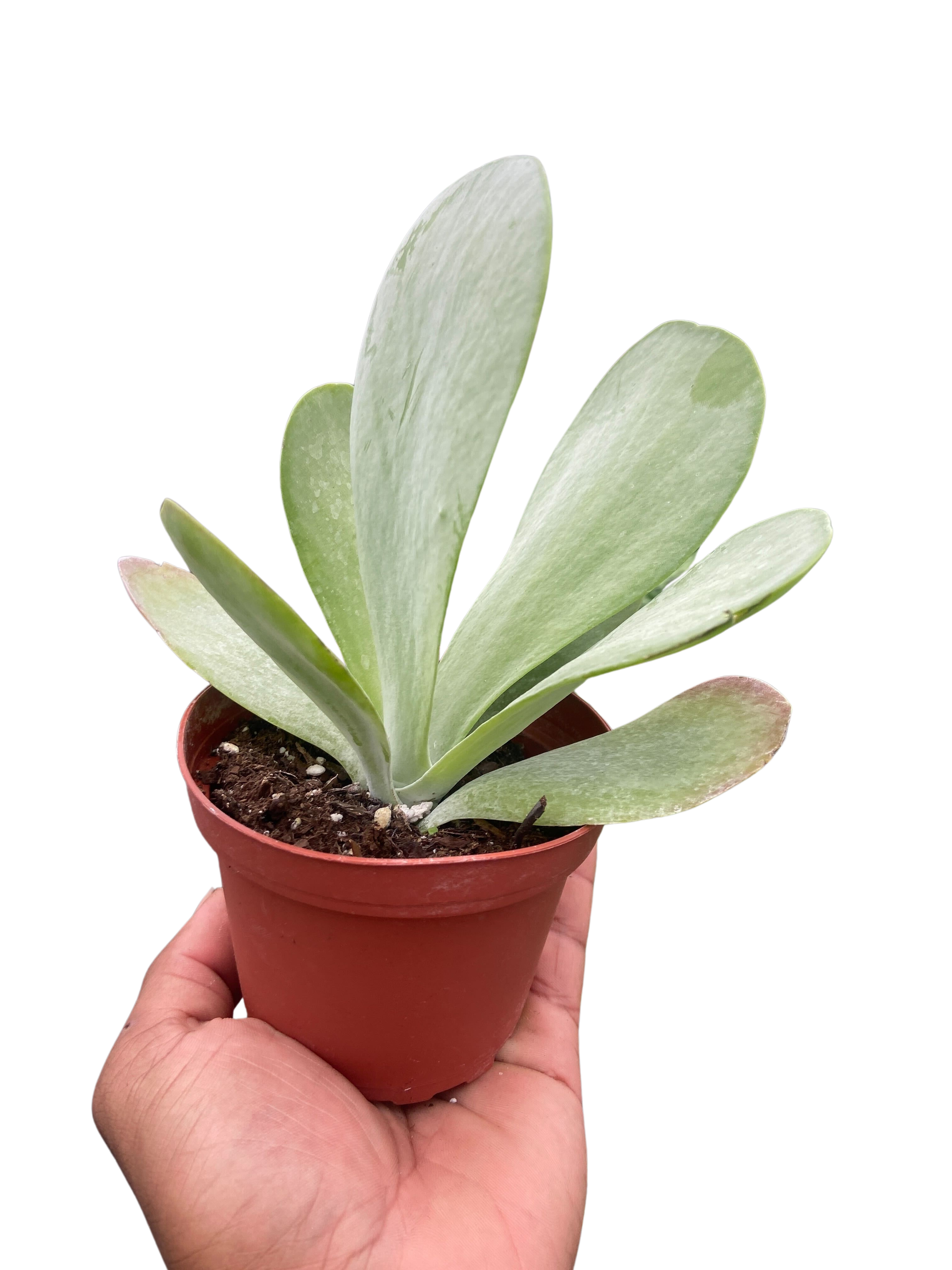 Succulent Kalanchoe 'Flap Jack' - Holiday Corner