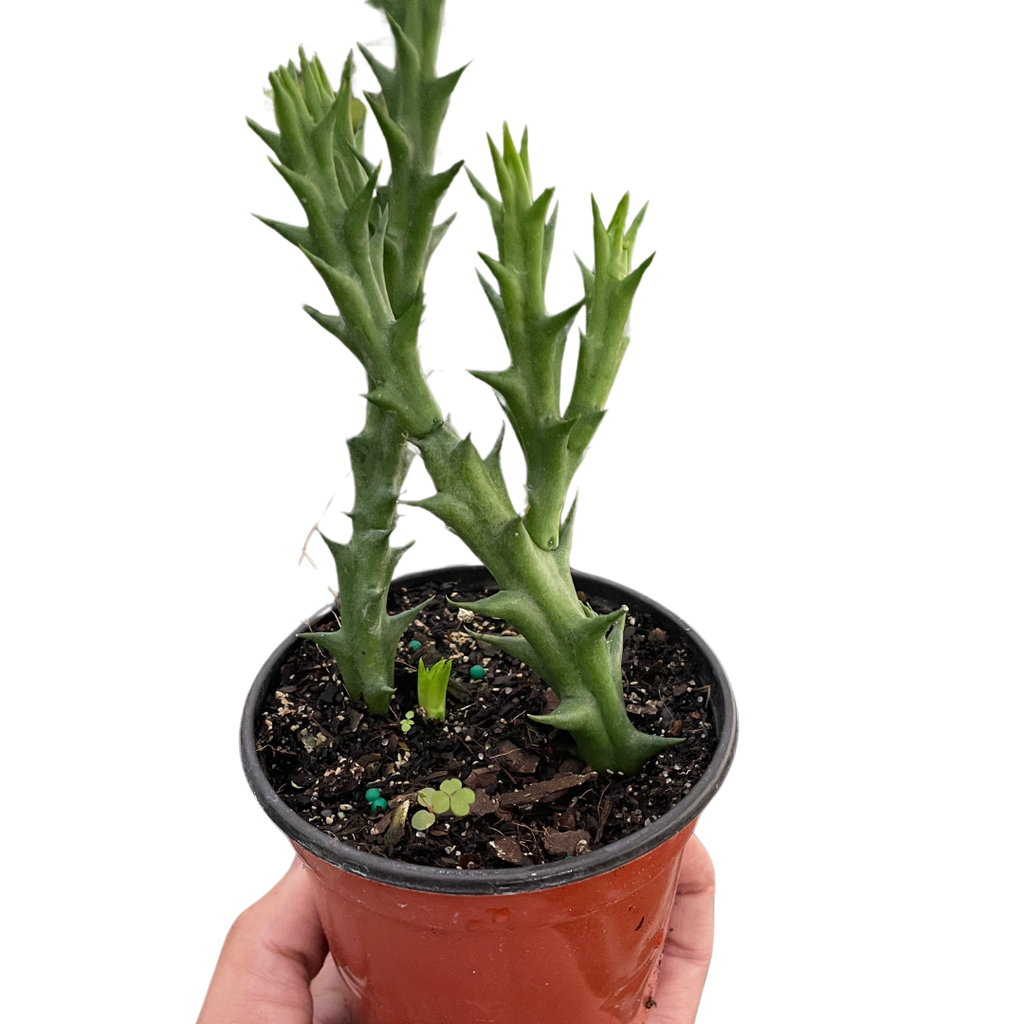 Starfish Cactus (Stapelia orbea variegata) - Holiday Corner