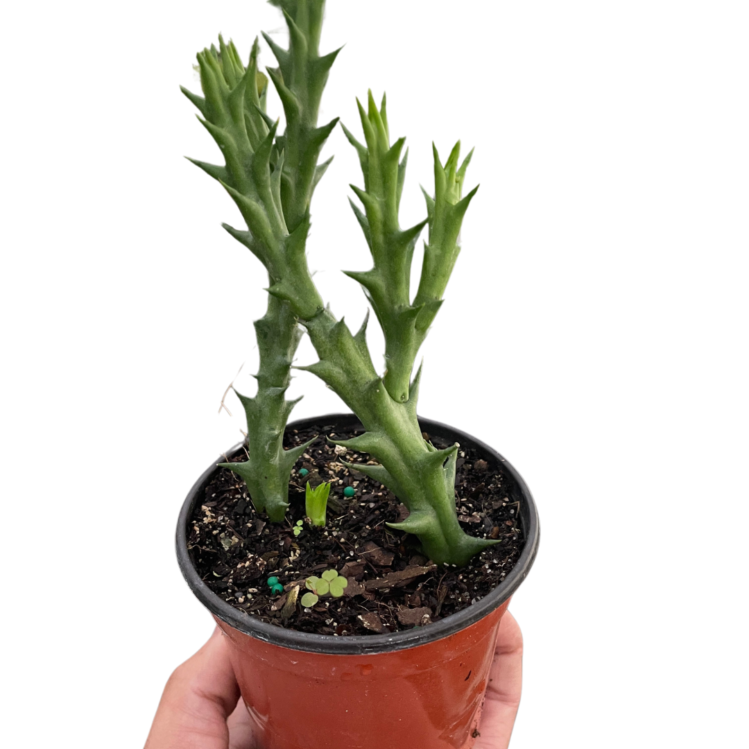 Starfish Cactus (Stapelia orbea variegata) - Holiday Corner