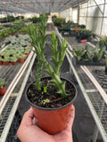 Starfish Cactus (Stapelia orbea variegata) - Holiday Corner