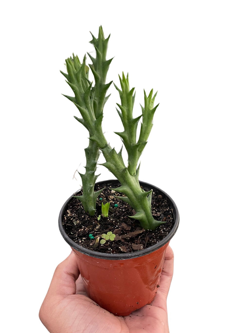 Starfish Cactus (Stapelia orbea variegata) - Holiday Corner
