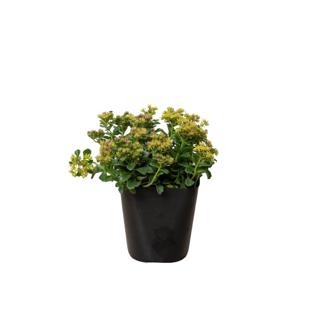 Sedum Little Miss Sunshine - Holiday Corner