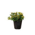 Sedum Little Miss Sunshine - Holiday Corner