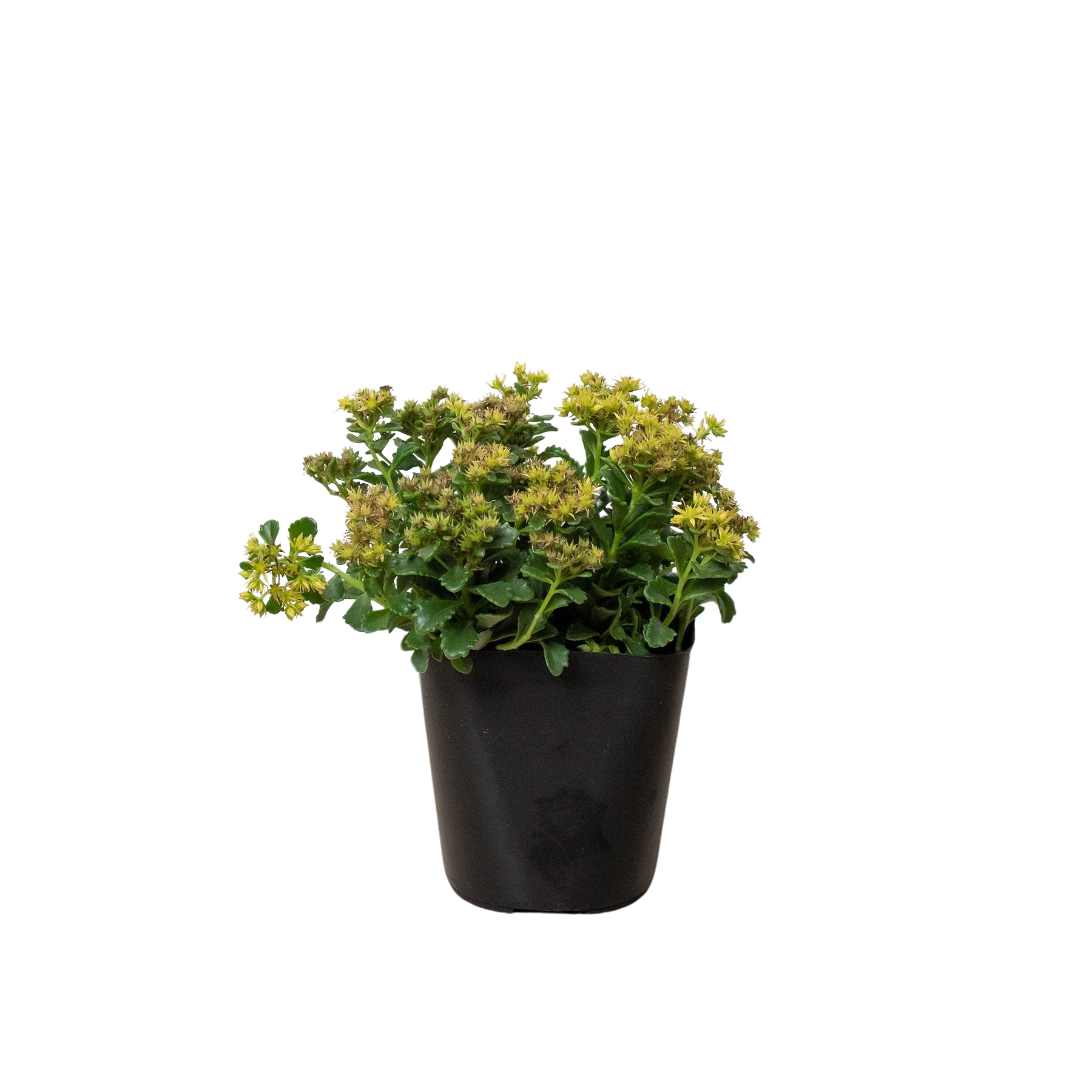 Sedum Little Miss Sunshine - Holiday Corner
