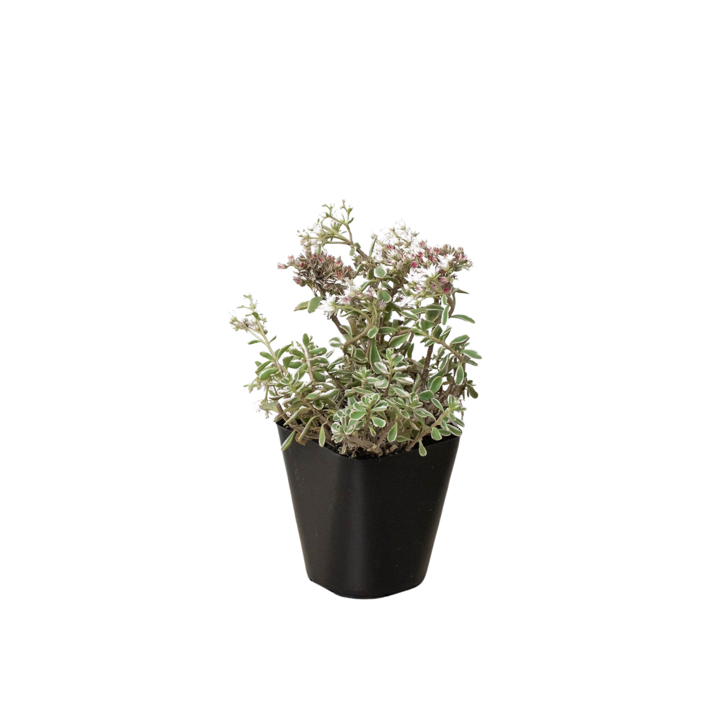 Sedum Tricolor - Holiday Corner