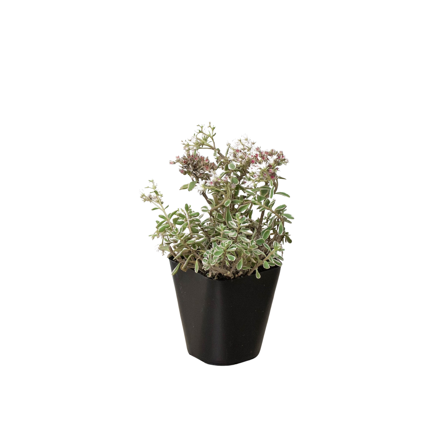 Sedum Tricolor - Holiday Corner