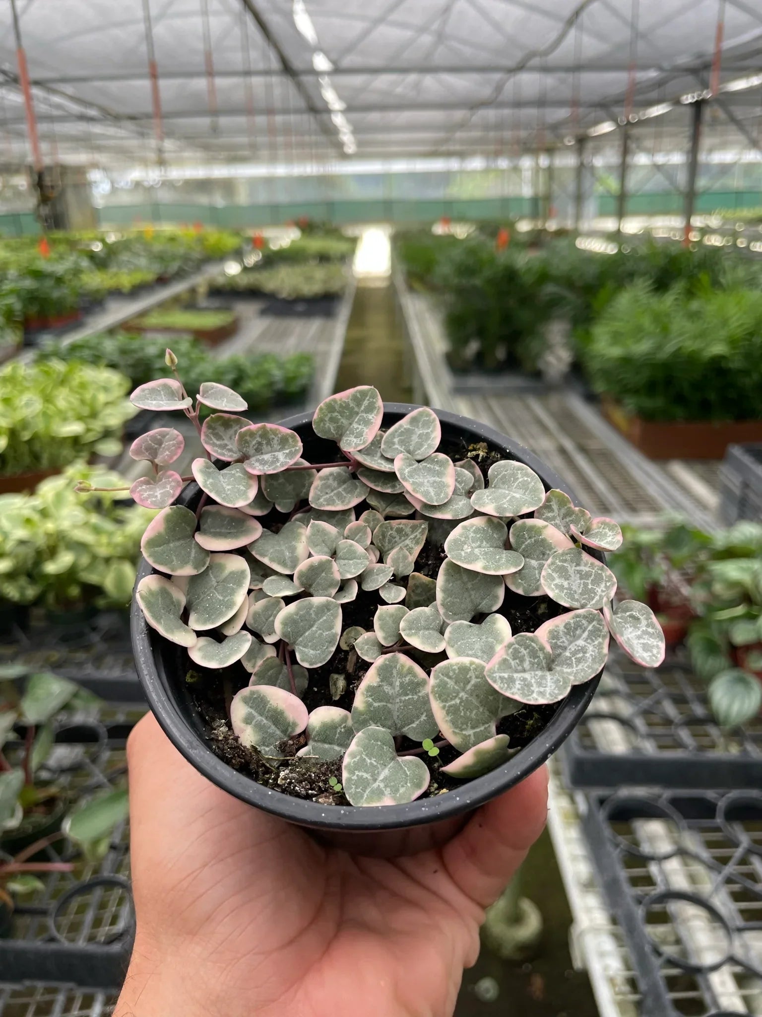 String of Hearts Variegated - Holiday Corner
