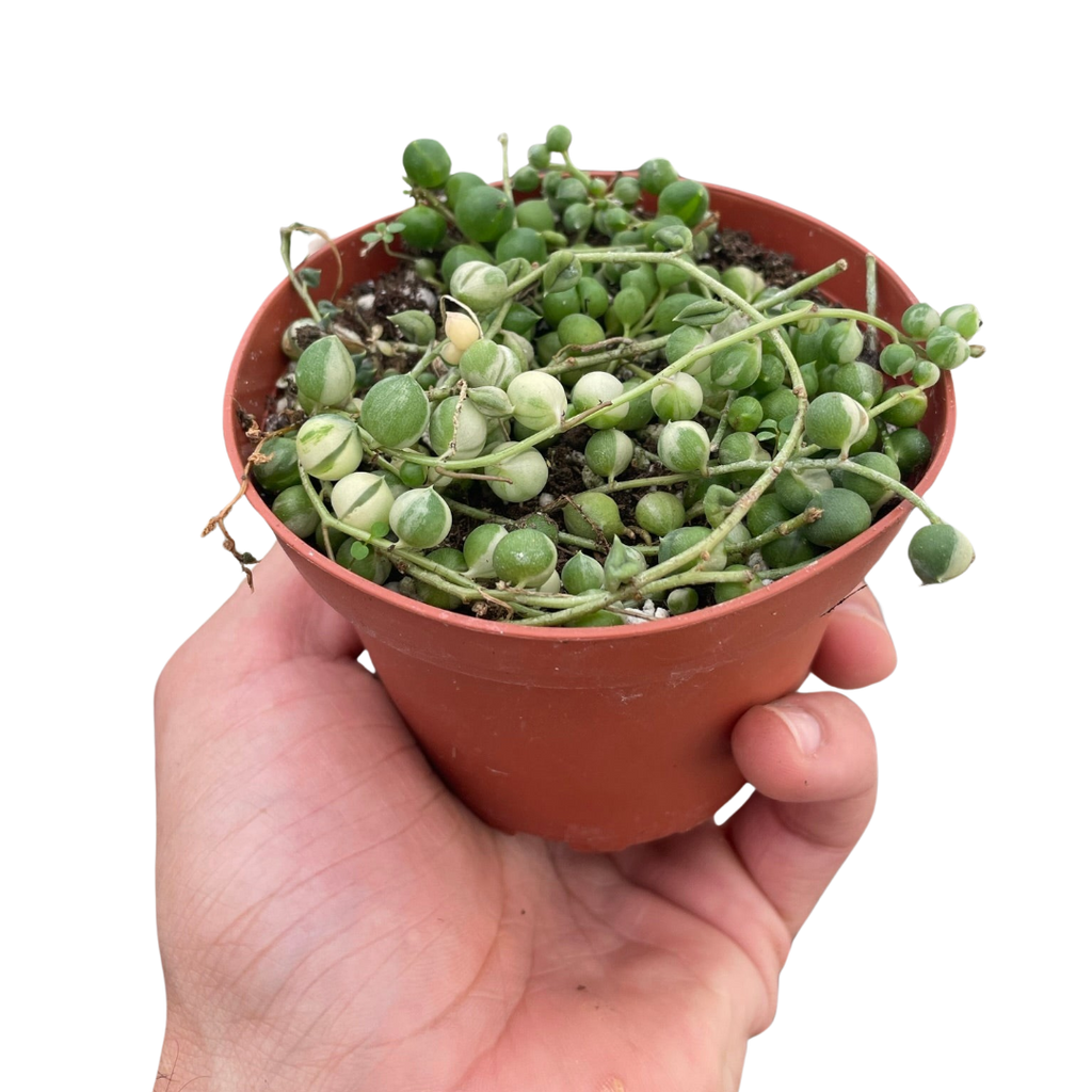 Succulent 'String of Pearls' Variegated - Holiday Corner