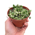 Succulent 'String of Pearls' Variegated - Holiday Corner