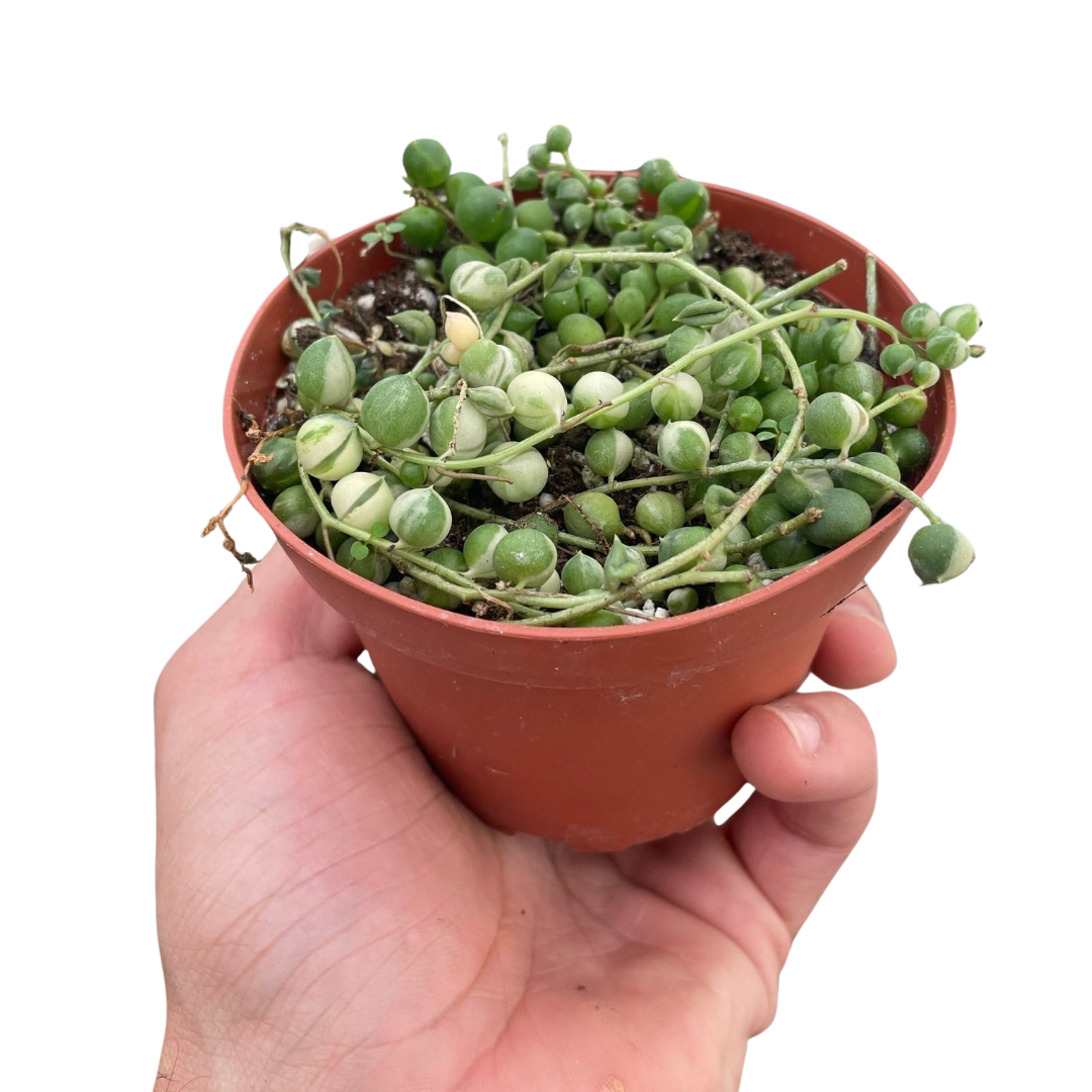 Succulent 'String of Pearls' Variegated - Holiday Corner