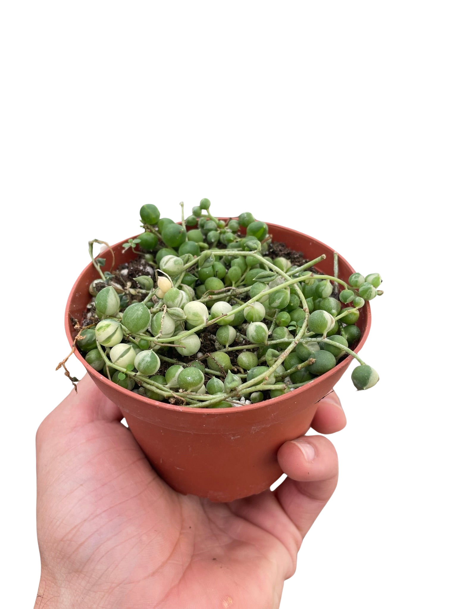 Succulent 'String of Pearls' Variegated - Holiday Corner