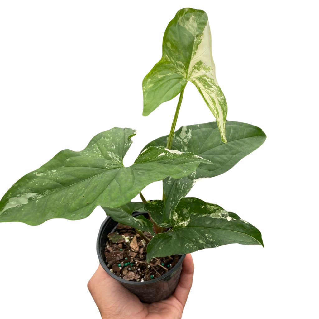 Syngonium 'Albo Variegata' - Holiday Corner