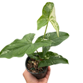 Syngonium 'Albo Variegata' - Holiday Corner