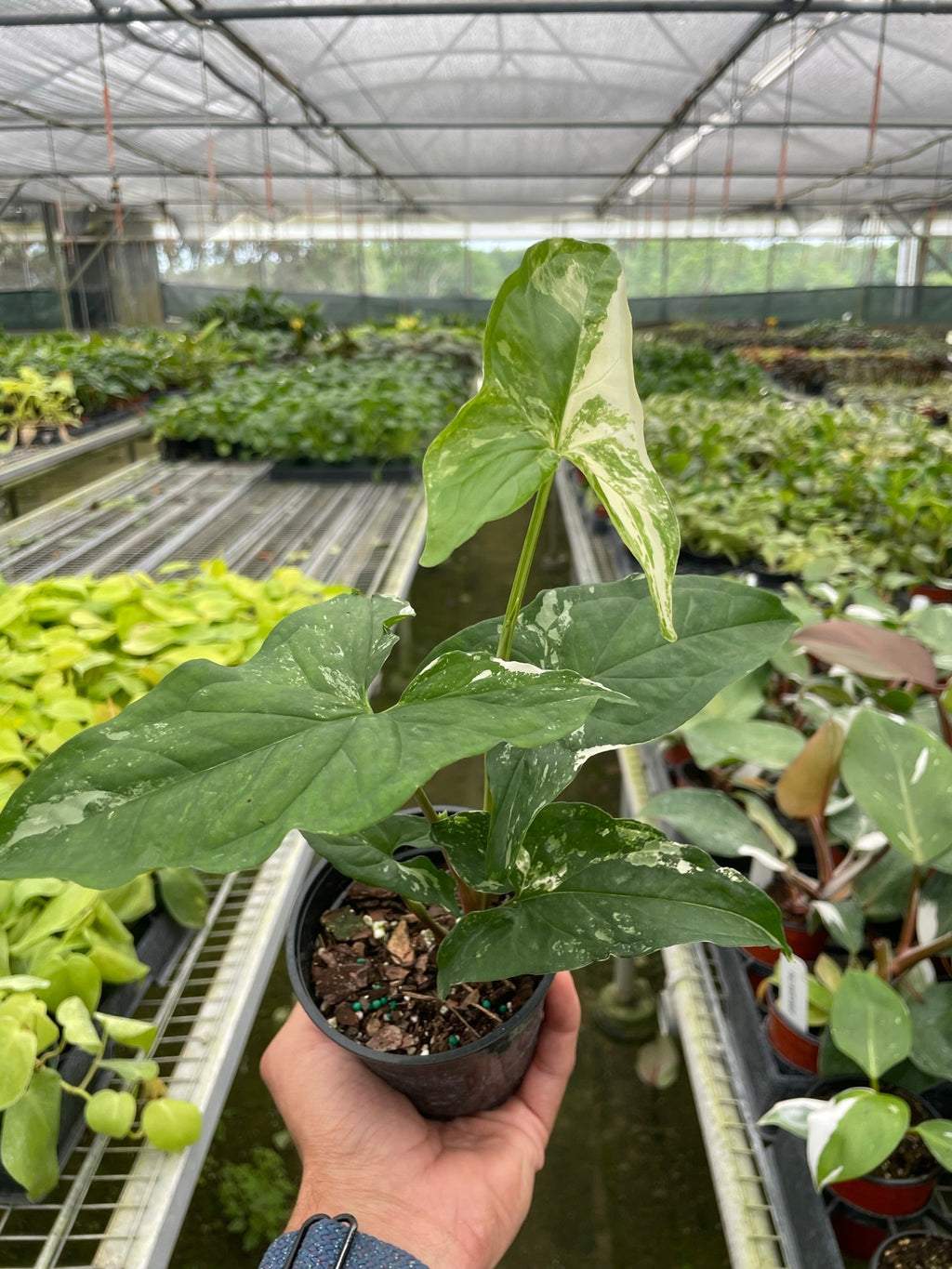 Syngonium 'Albo Variegata' - Holiday Corner