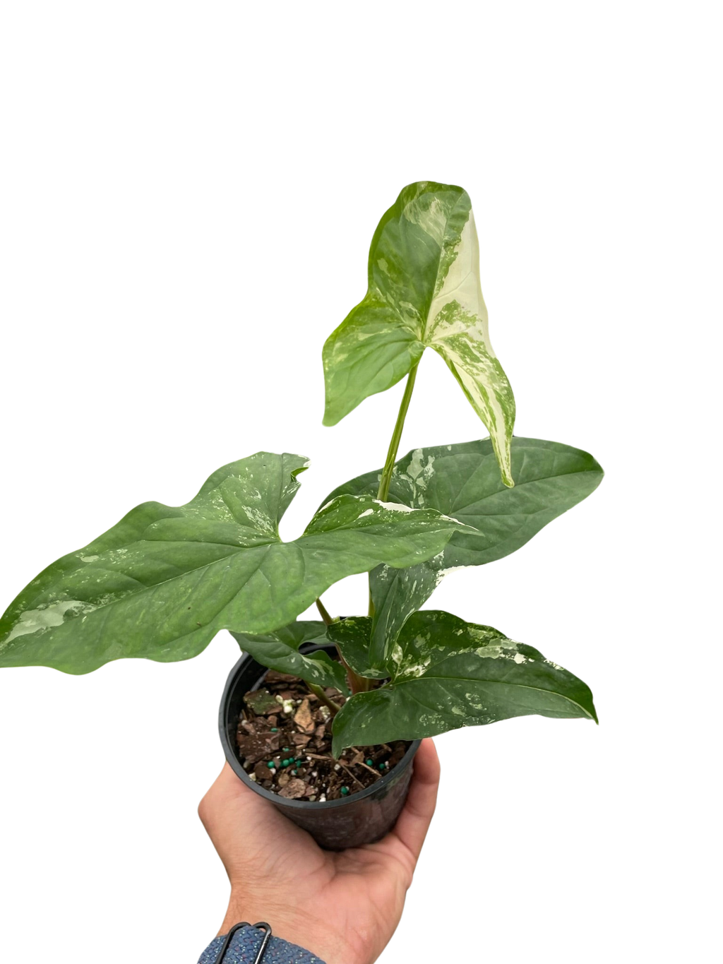 Syngonium 'Albo Variegata' - Holiday Corner