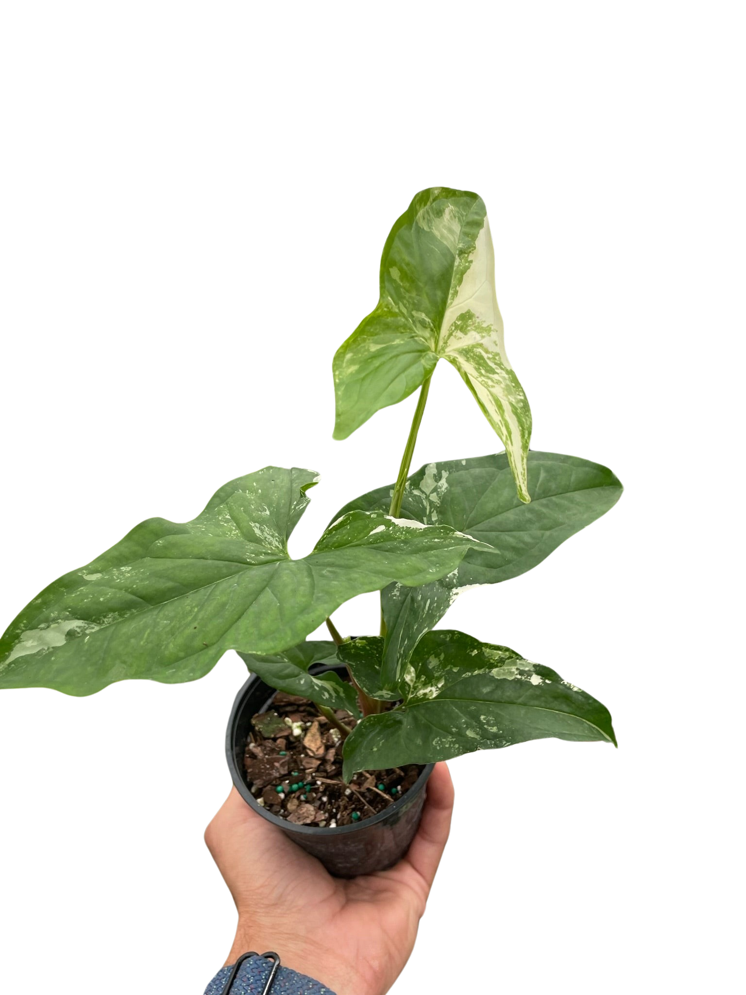 Syngonium 'Albo Variegata' - Holiday Corner