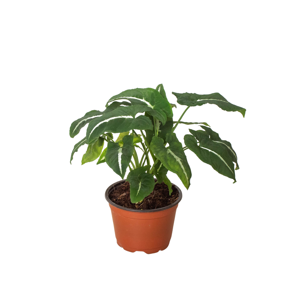Syngonium wendlandii 'Black Velvet' - Holiday Corner