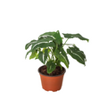 Syngonium wendlandii 'Black Velvet' - Holiday Corner