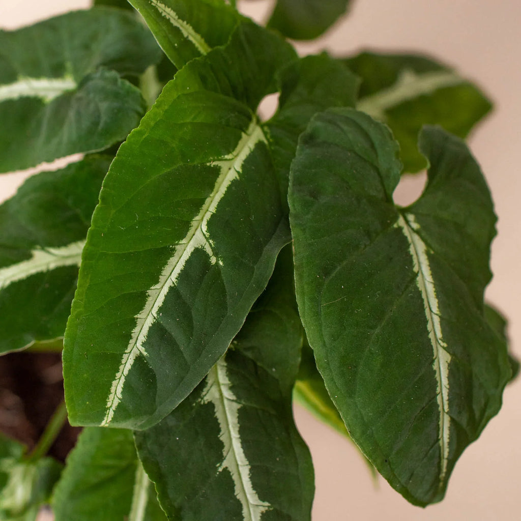 Syngonium wendlandii 'Black Velvet' - Holiday Corner