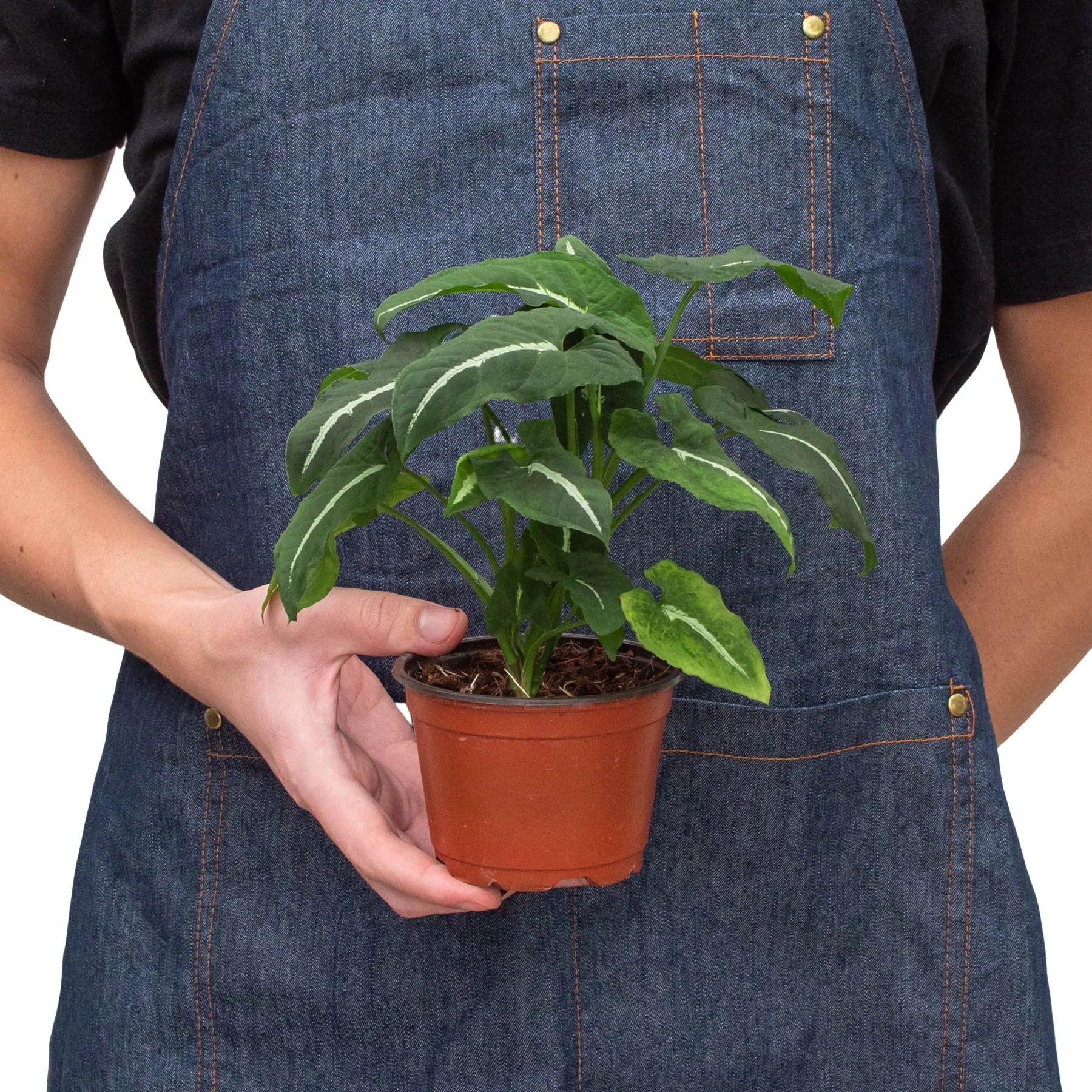 Syngonium wendlandii 'Black Velvet' - Holiday Corner