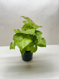 Syngonium Cream Allusion - Holiday Corner