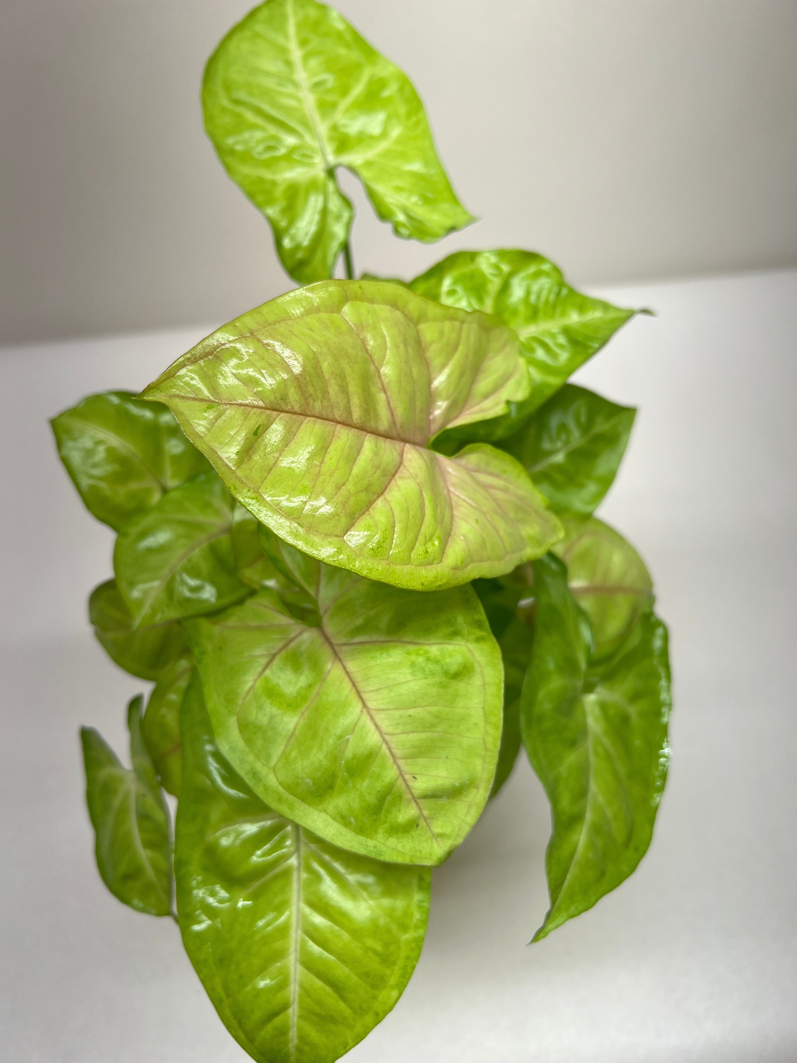 Syngonium Cream Allusion - Holiday Corner