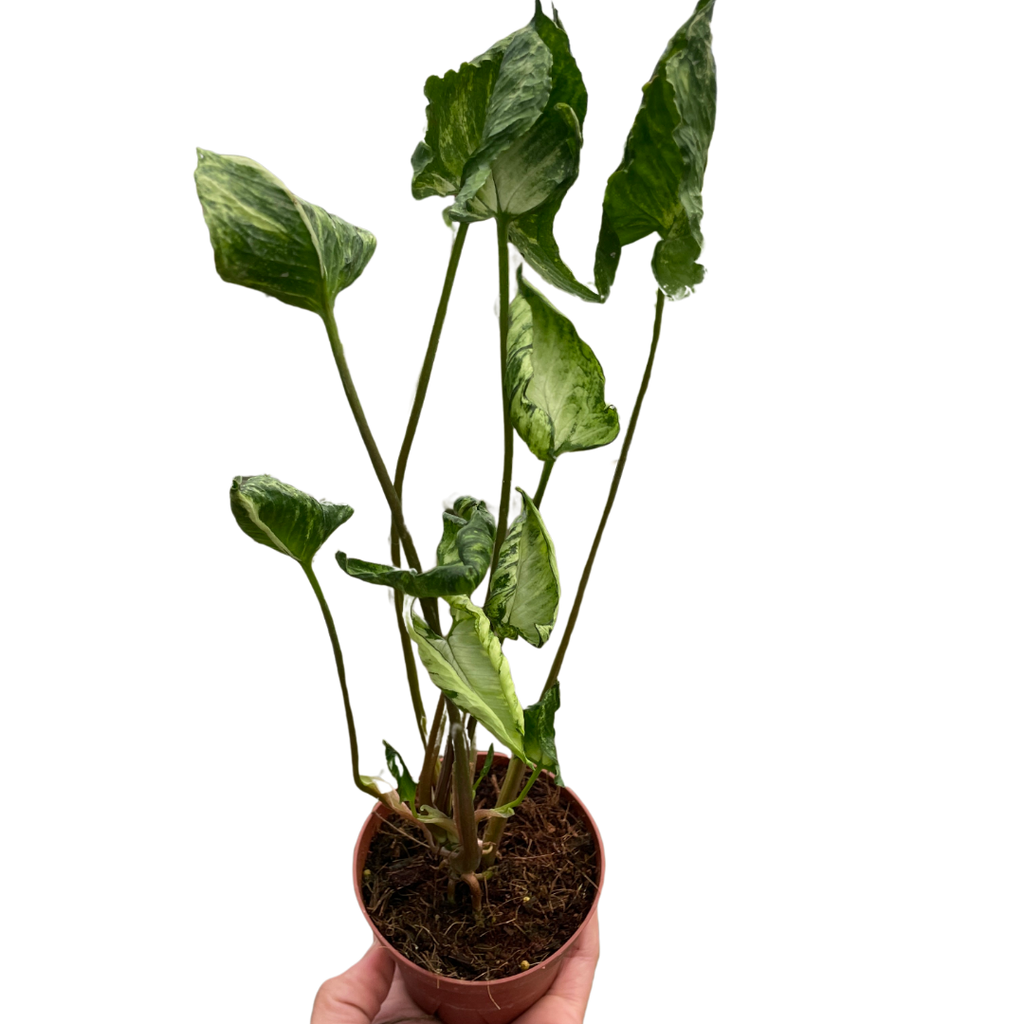 Syngonium 'Godzilla' - Holiday Corner