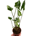 Syngonium 'Godzilla' - Holiday Corner
