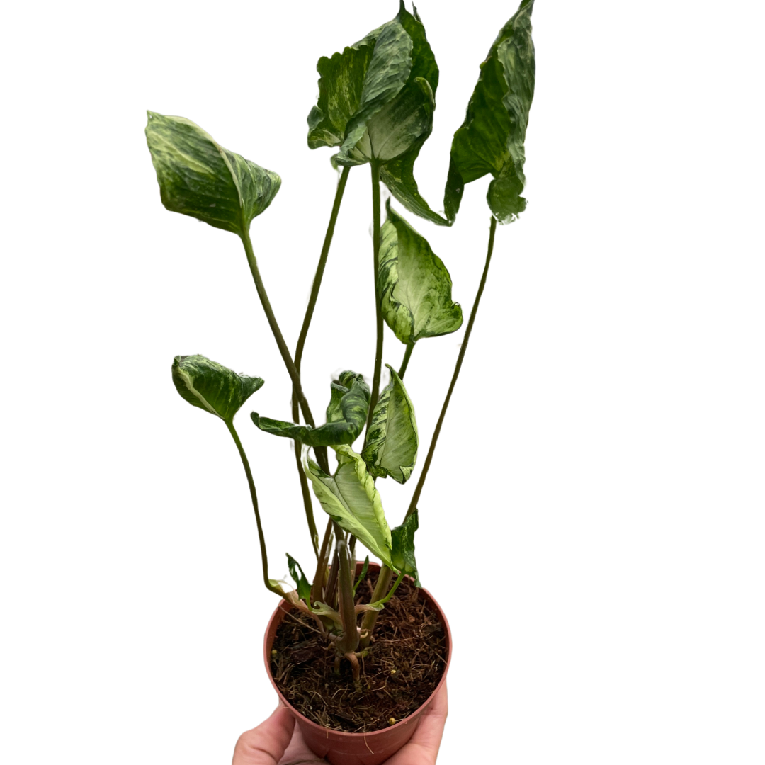 Syngonium 'Godzilla' - Holiday Corner
