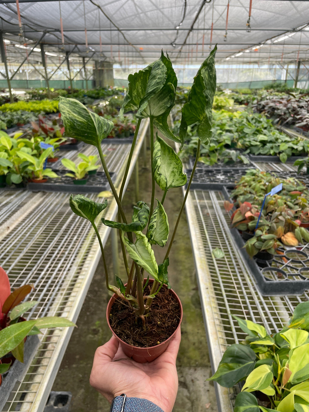 Syngonium 'Godzilla' - Holiday Corner