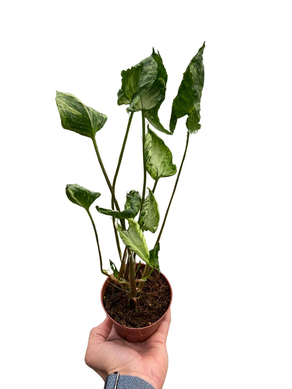 Syngonium 'Godzilla' - Holiday Corner