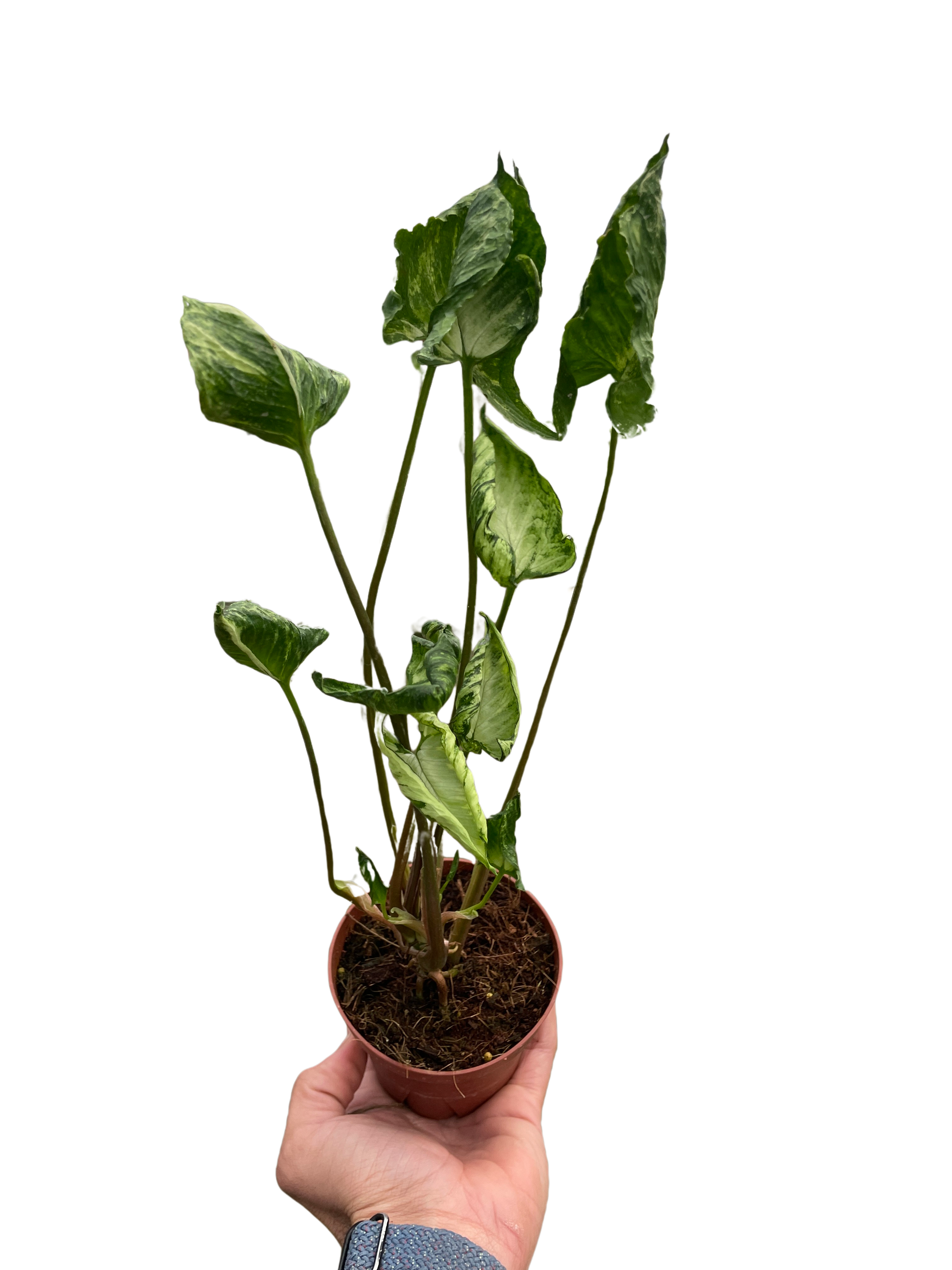 Syngonium 'Godzilla' - Holiday Corner
