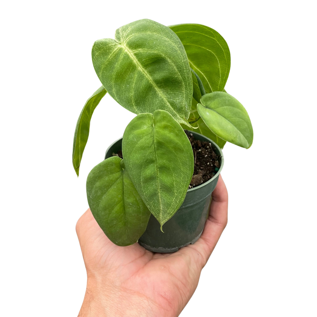 Syngonium 'Ice Frost' - Holiday Corner