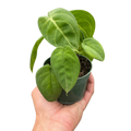 Syngonium 'Ice Frost' - Holiday Corner