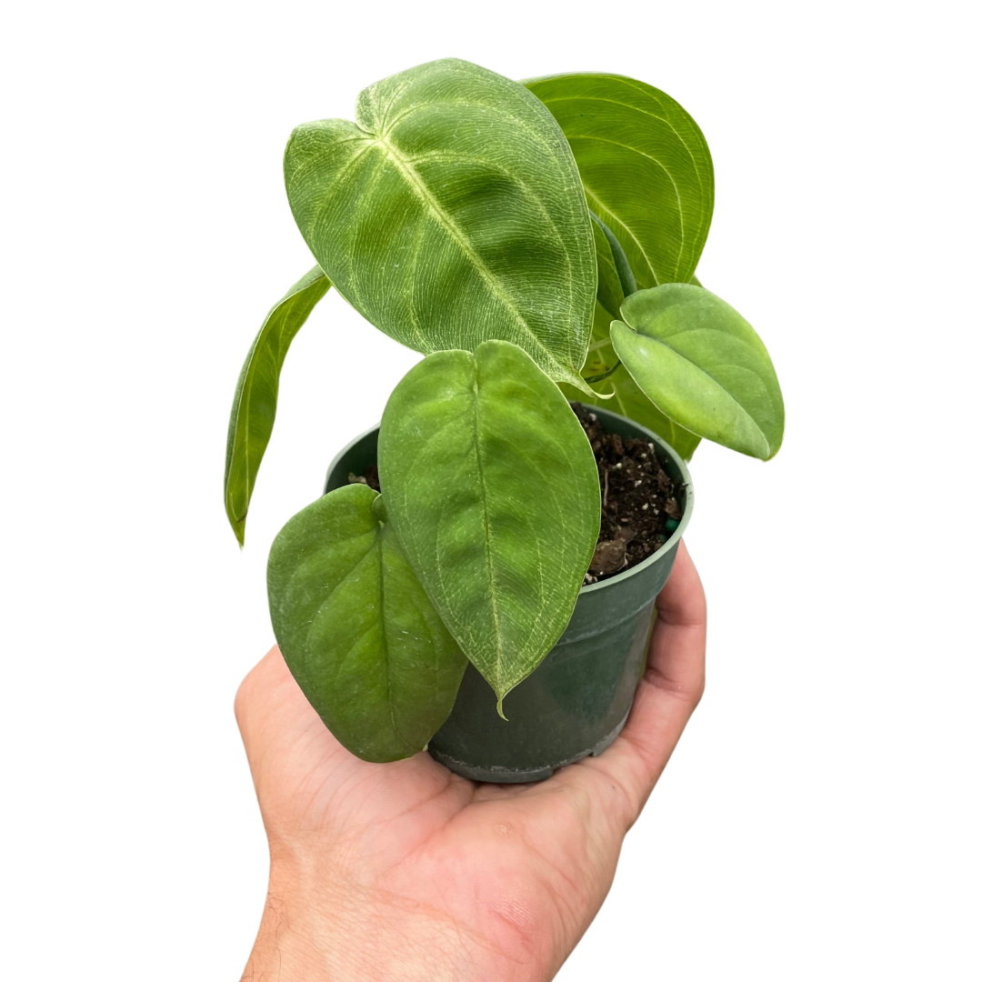 Syngonium 'Ice Frost' - Holiday Corner