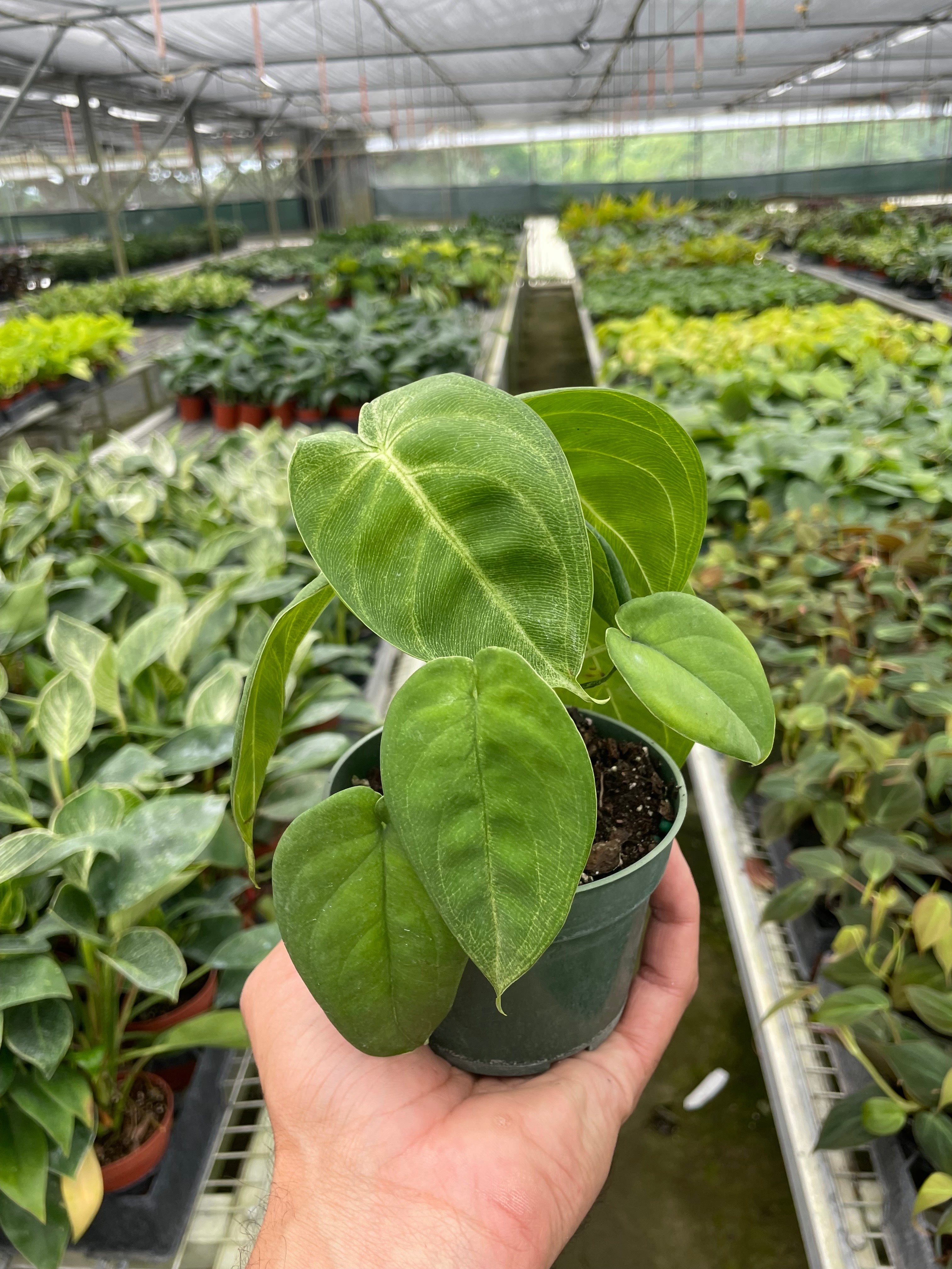 Syngonium 'Ice Frost' - Holiday Corner