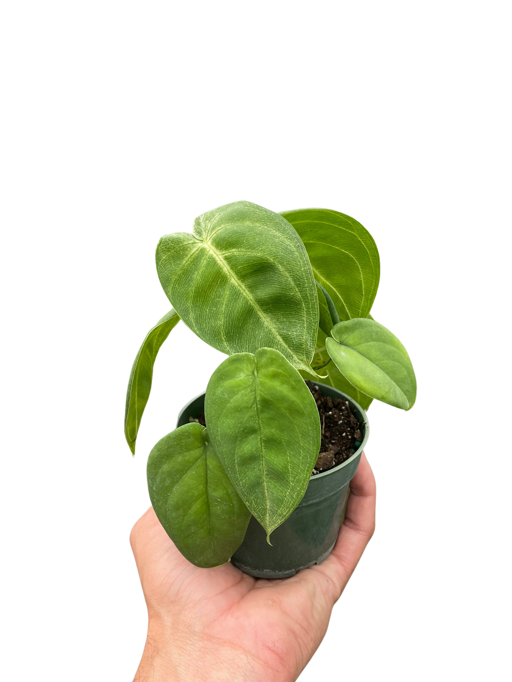 Syngonium 'Ice Frost' - Holiday Corner