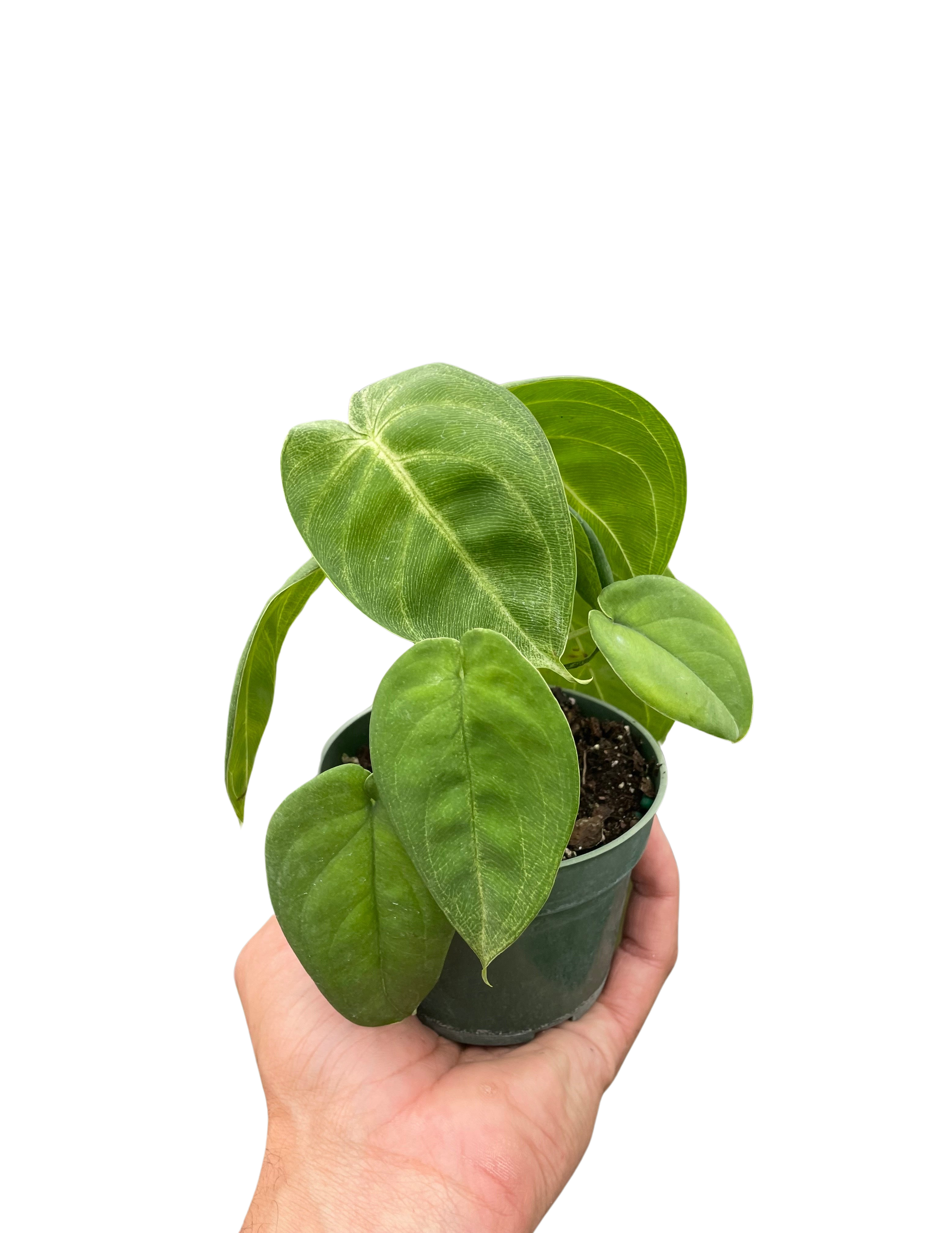 Syngonium 'Ice Frost' - Holiday Corner