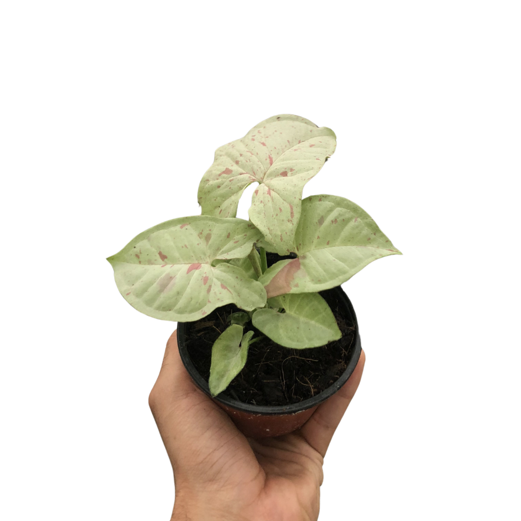 Syngonium 'Milk Confetti' - Holiday Corner