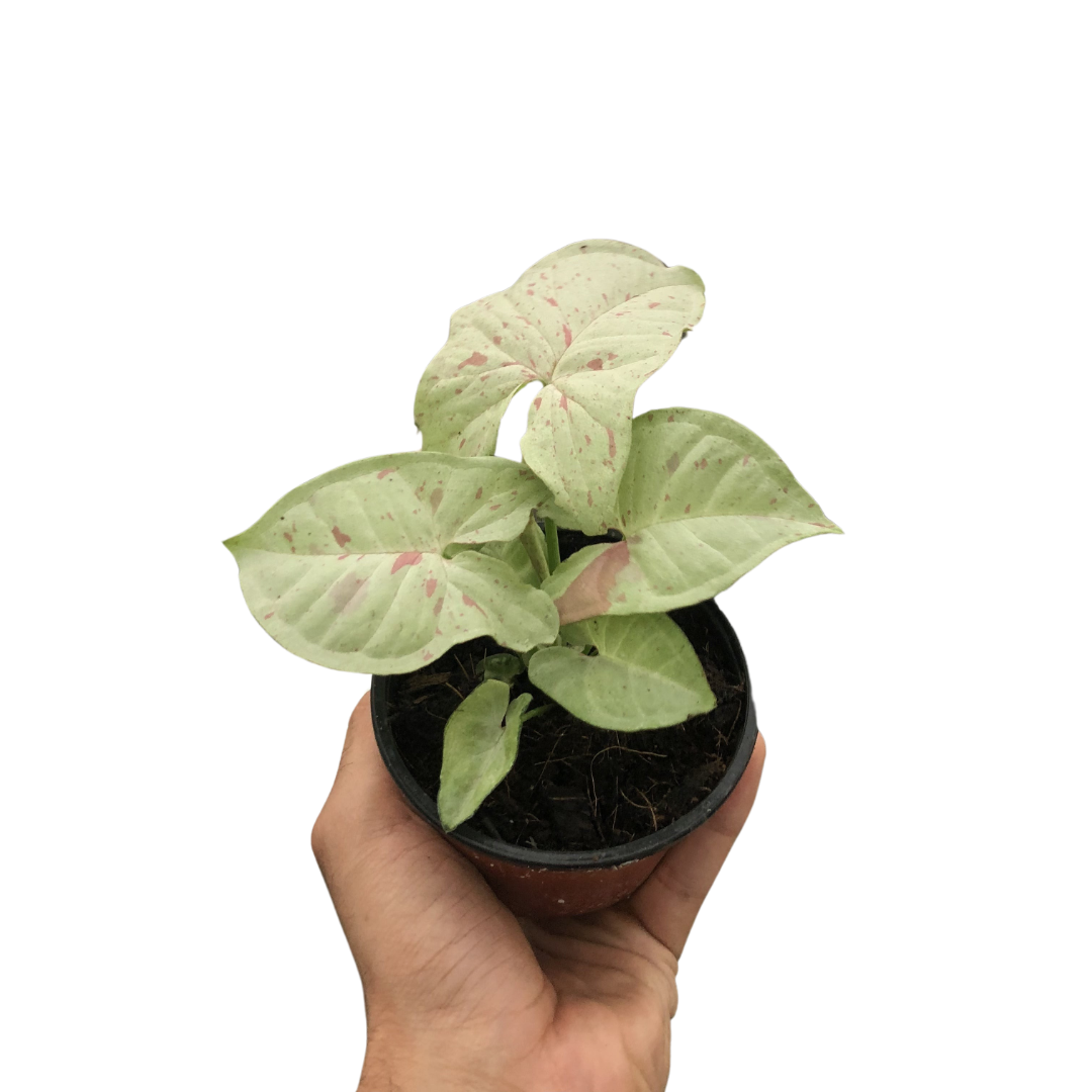 Syngonium 'Milk Confetti' - Holiday Corner