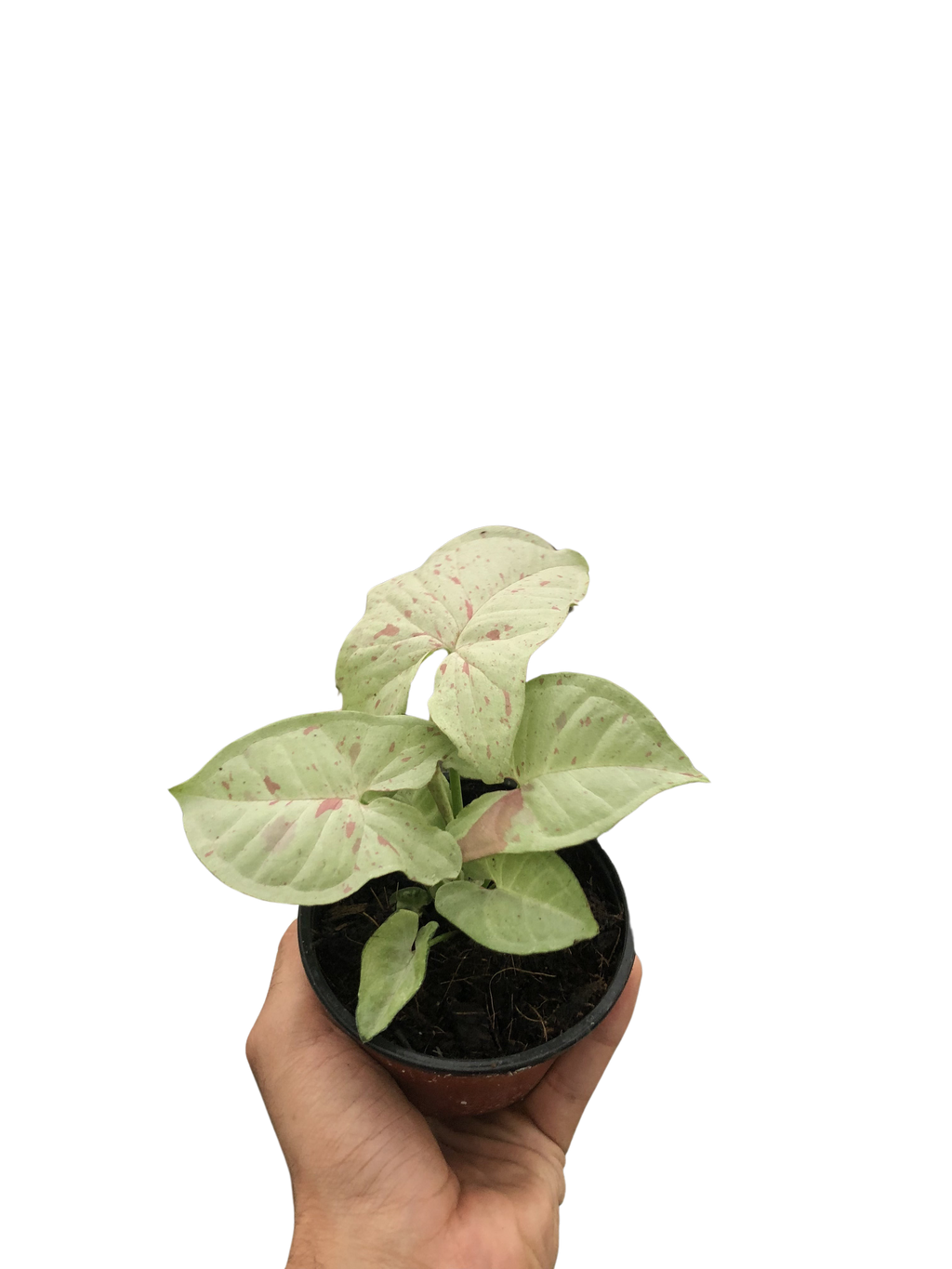 Syngonium 'Milk Confetti' - Holiday Corner