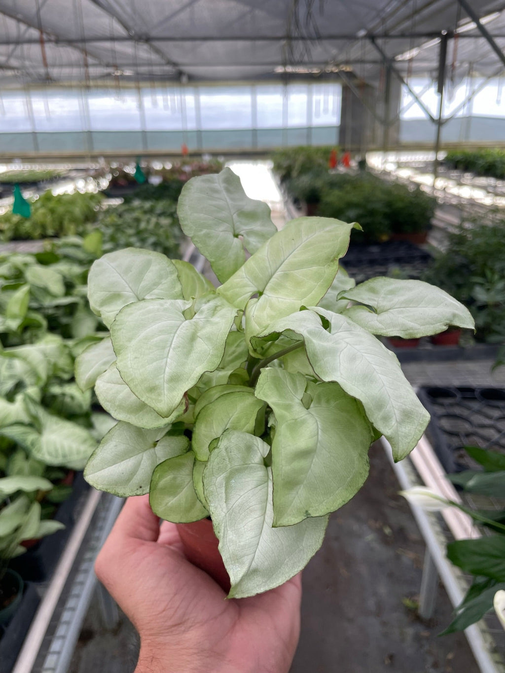 Syngonium 'Moonshine' - Holiday Corner