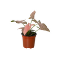Syngonium 'Pink Splash' - 4" Pot - Holiday Corner