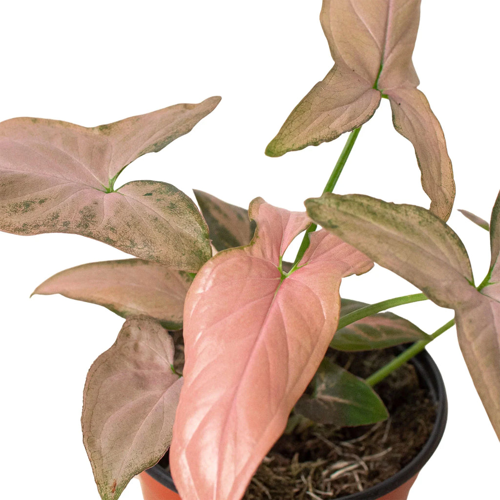 Syngonium 'Pink Splash' - 4" Pot - Holiday Corner