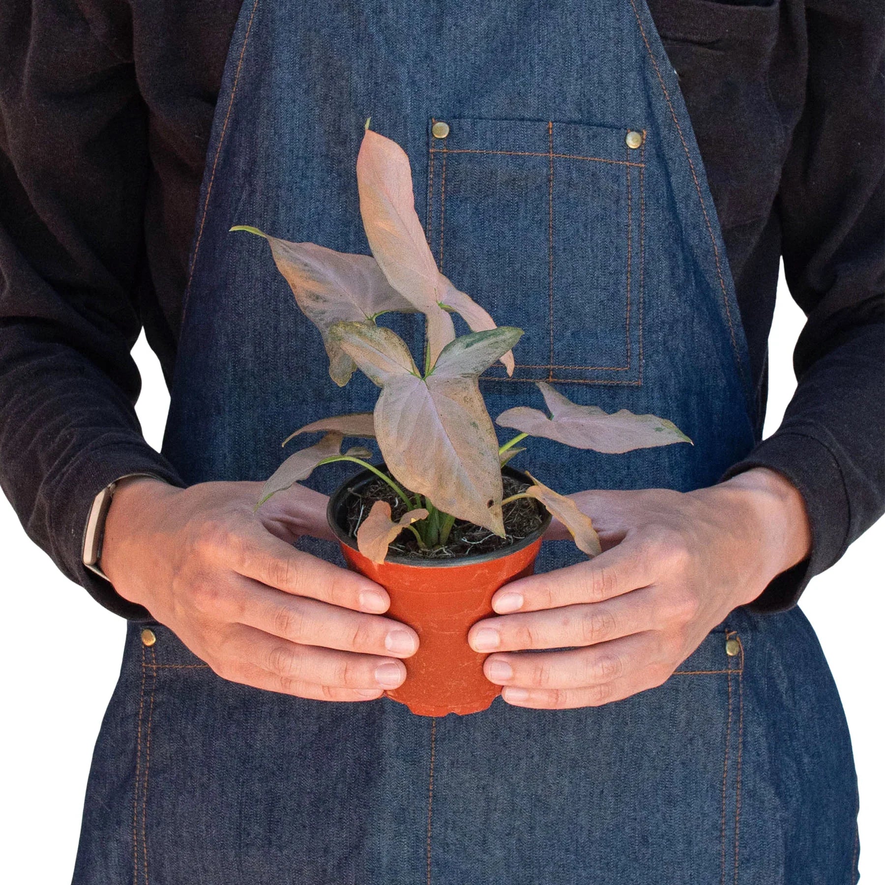 Syngonium 'Pink Splash' - 4" Pot - Holiday Corner