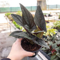 Syngonium 'Red Arrow' - Holiday Corner