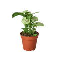 Syngonium Roxanna - Holiday Corner