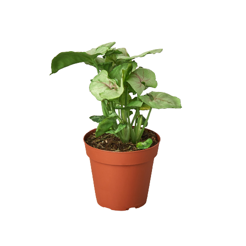 Syngonium Roxanna - Holiday Corner