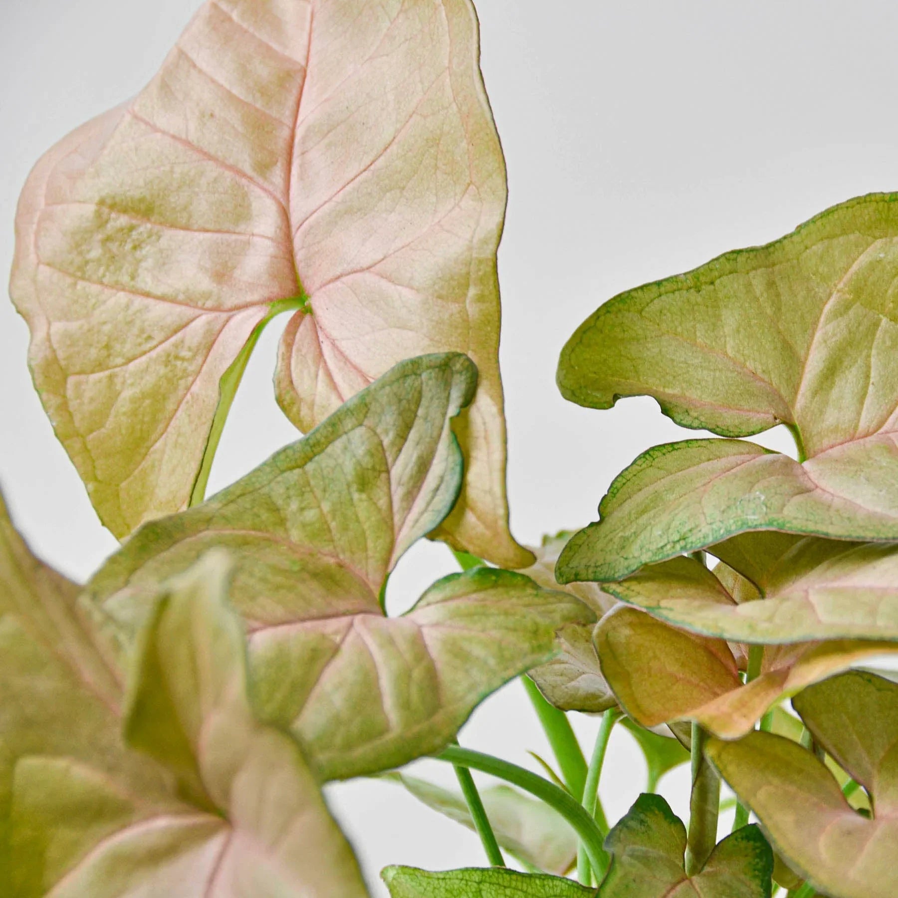 Syngonium Strawberry - Holiday Corner